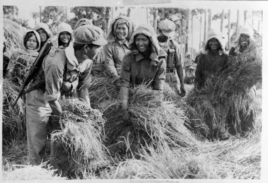 A group of people collecting rice for harvest